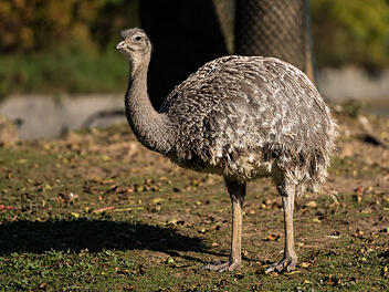 Verrückter Vorfall in Landshuter Zoo: Vogel klaut Handschuh von Kind - und frisst ihn