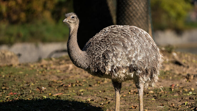 Verrückter Vorfall in Landshuter Zoo: Vogel klaut Handschuh von Kind - und frisst ihn