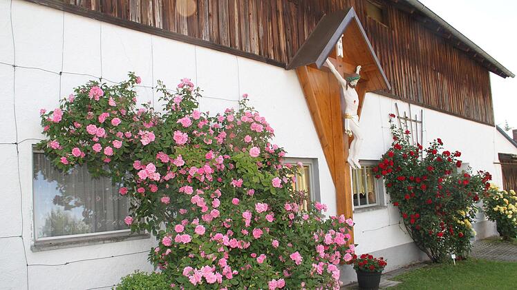 Am Rosentag in Birkach stand die Königin der Blumen in voller Blüte.     Foto: Gerda Völk