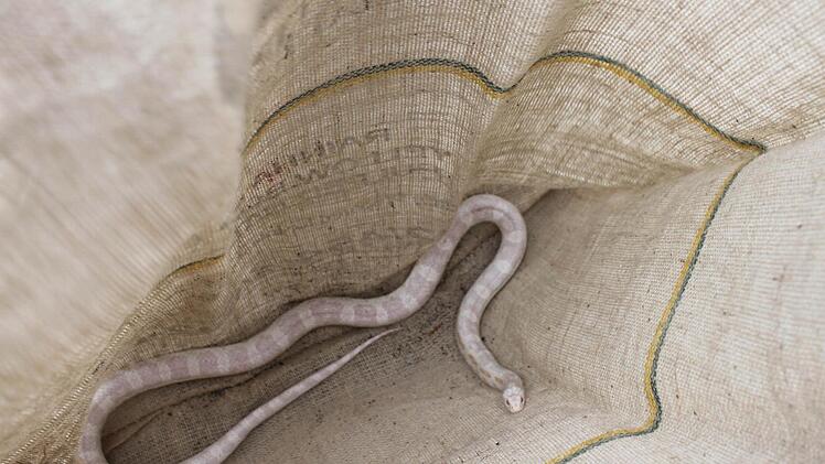 Die Kornnatter ist jetzt von einem Reptilienhalter in Pflege genommen worden. Foto: Brigitte Goss