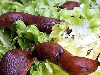 Fressen gerne die Beete leer: Nacktschnecken sind ein Problem im Garten.