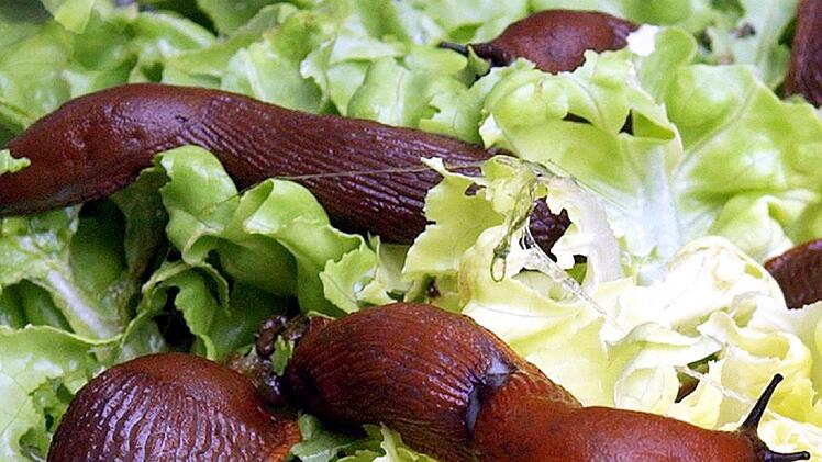 Fressen gerne die Beete leer: Nacktschnecken sind ein Problem im Garten.