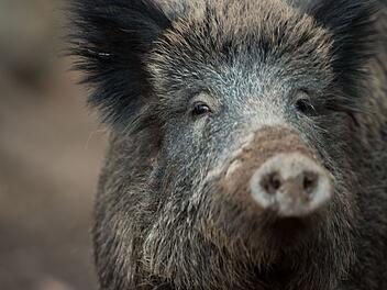 Autofahrerin prallt gegen Wildschwein - und macht erst Stunden später Meldung