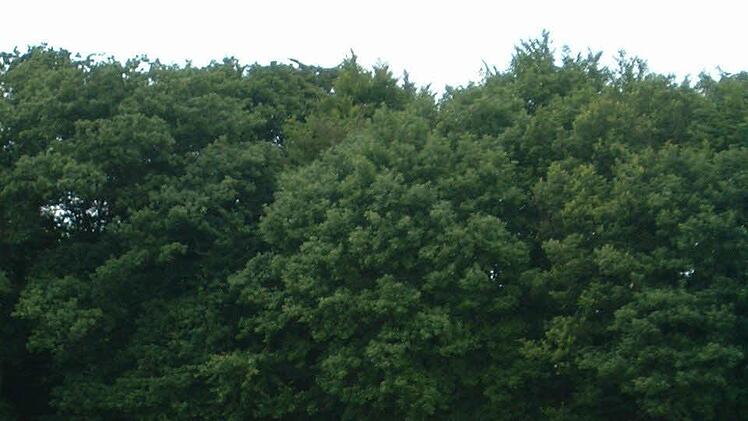 Hier bei Königsberg hat Familie Koch einen echten Hingucker in der Flur geschaffen. Nachahmer gesucht!