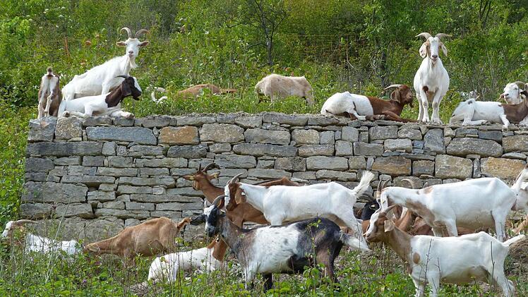 Die Ziegen am Hammelberg halten die Hänge frei von Büschen. So kommt ausreichend Licht und Wärme auf den Boden. Foto: Heide Gerlach-Hirt