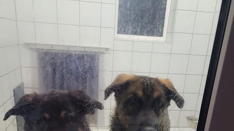 Tierheim Kulmbach: Hundehalterin verliert Kontrolle über Husky-Züchtung - "20 Welpen"