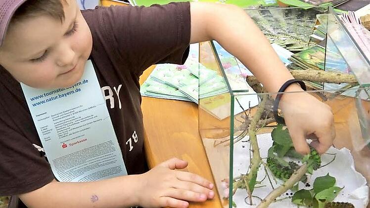 Julianus Mützel hat keine Angst vor Raupen: Beim Sinnbergfest ließ er sich beim Bund Naturschutz anstecken, die Geschöpfe, aus denen später mal Schmetterlinge werden, genauer anzuschauen. Nur ein kleiner Erfolg beim Sinnbergfest, das noch viele andere hatte. Fotos: Klaus Werner