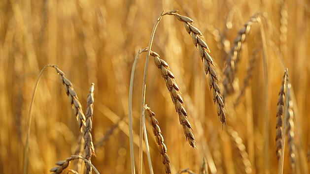 Dinkel, das heimische Superfood. Bild: Pixabay/ Hans