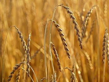 Dinkel, das heimische Superfood. Bild: Pixabay/ Hans