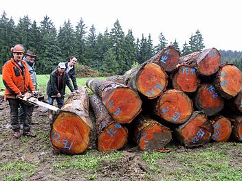 Die Holzvermarktung gehört zu den wichtigsten Aufgaben der Waldbesitzervereinigungen. Zwischen der Waldbesitzervereinigung Frankenwald und der WBV Pressig-Rothenkirchen gibt es nun Streit. Foto: Archiv
