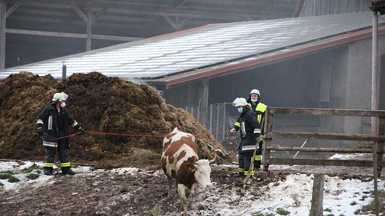 Feuerwehrleute brachten die Kühe in Sicherheit.  Foto: Andreas Dorsch