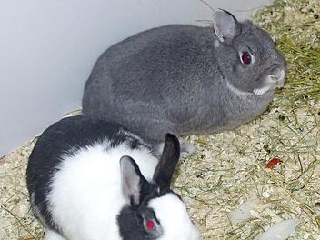 Sympathisches Hasen-Duo: der schwarz-wei&szlig;e Oreo und der einohrige Bounty Foto: Tierheim Kronach