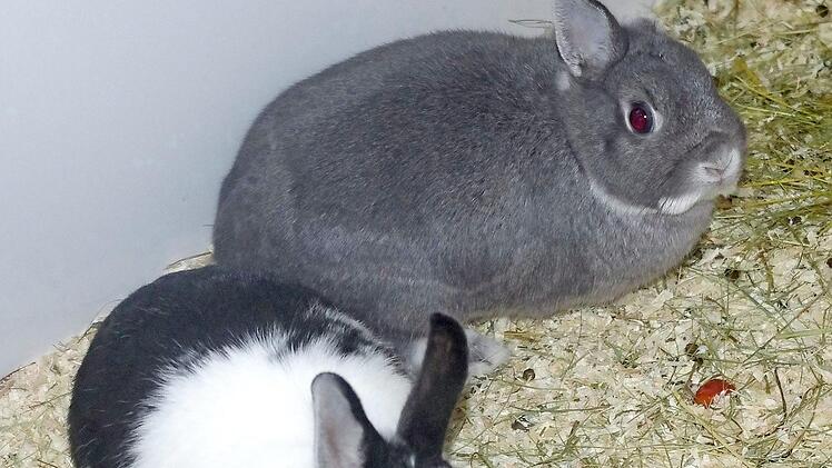 Sympathisches Hasen-Duo: der schwarz-wei&szlig;e Oreo und der einohrige Bounty Foto: Tierheim Kronach