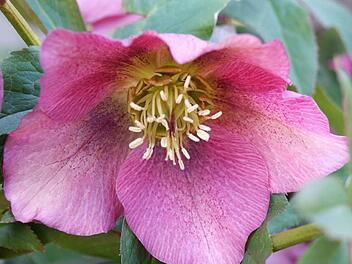 Die rote Christrose wird oft auch Lenzrose genannt. (Foto: Archiv)