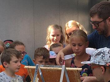 In einem Schaukasten konnten die Ferienprogramm-Kinder die Honigbienen beobachten. Foto: Claudia Dorn