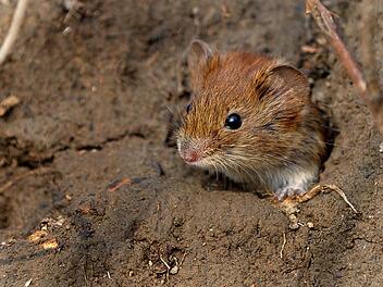 Eine Maus kommt aus ihrem Bau.  Foto: Peter Steffen/dpa