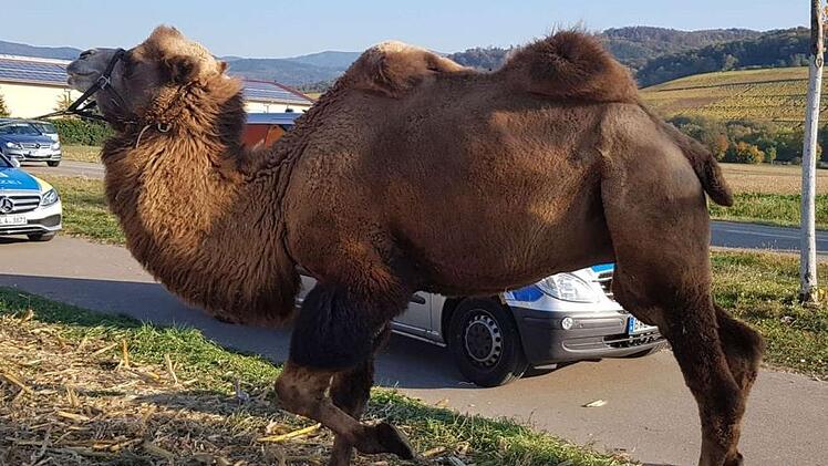 Dieses Kamel wurde am Montag (15. Oktober 2018) an der B3 bei Freiburg gefunden. Foto: Polizeipr&auml;sidium Freiburg