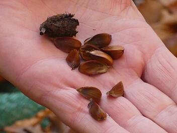 So sehen die Fr&uuml;chte des Waldes aus: Die Bucheckern haben eine harte Schale (oben) und sind mit der Hand schwer zu sch&auml;len. Christian Licha