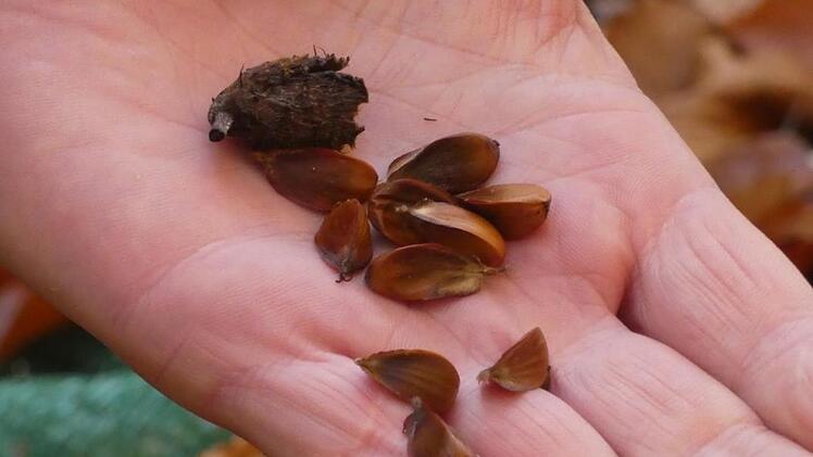 So sehen die Früchte des Waldes aus: Die Bucheckern haben eine harte Schale (oben) und sind mit der Hand schwer zu schälen. Christian Licha