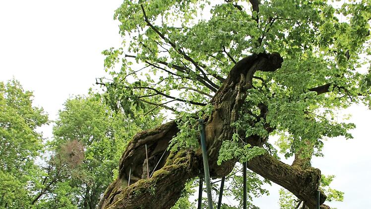 Schützenswert: die Kasberger Linde