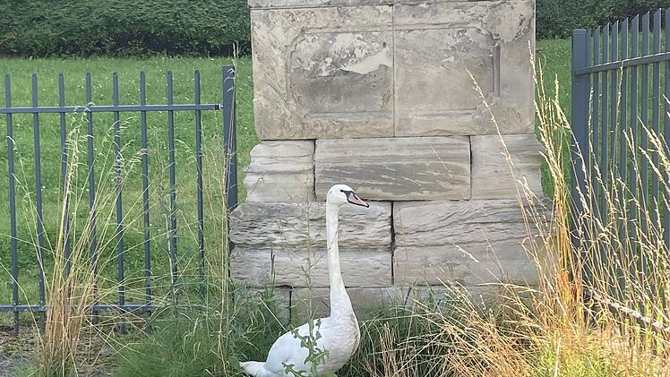 Schwan auf der B4 bei Coburg