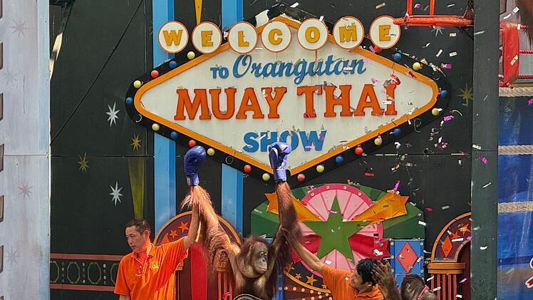 Orang-Utans als Touristenattraktion in Thailand