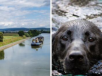 Hund l&ouml;st Rettungsaktion aus Main-Donau-Kanal in F&uuml;rth aus