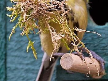 Die Meisen sind bei der milden Witterung schon bald wieder unterwegs und mit dem Nestbau beschäftigt. Gerade jetzt ist die Vogelwelt schwer beschäftigt. Das zeigt der Bund Naturschutz mit der Volkshochschule Ebern auch bei den geplanten Vogelstimmenwanderungen. Foto: Stefan Sauer,dpa/Archiv
