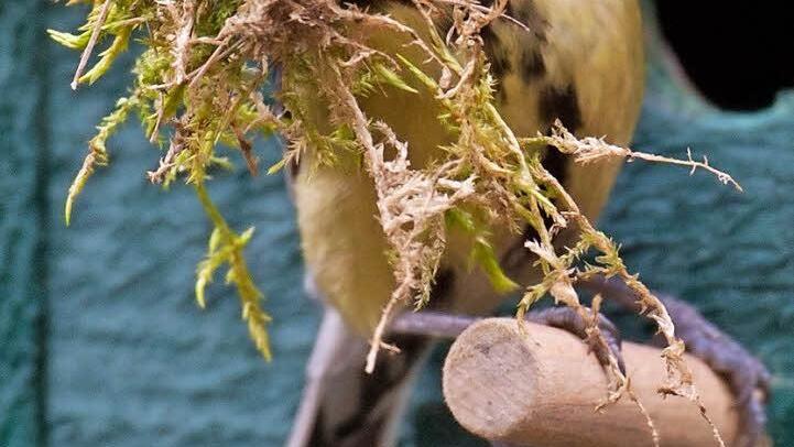 Die Meisen sind bei der milden Witterung schon bald wieder unterwegs und mit dem Nestbau beschäftigt. Gerade jetzt ist die Vogelwelt schwer beschäftigt. Das zeigt der Bund Naturschutz mit der Volkshochschule Ebern auch bei den geplanten Vogelstimmenwanderungen. Foto: Stefan Sauer,dpa/Archiv