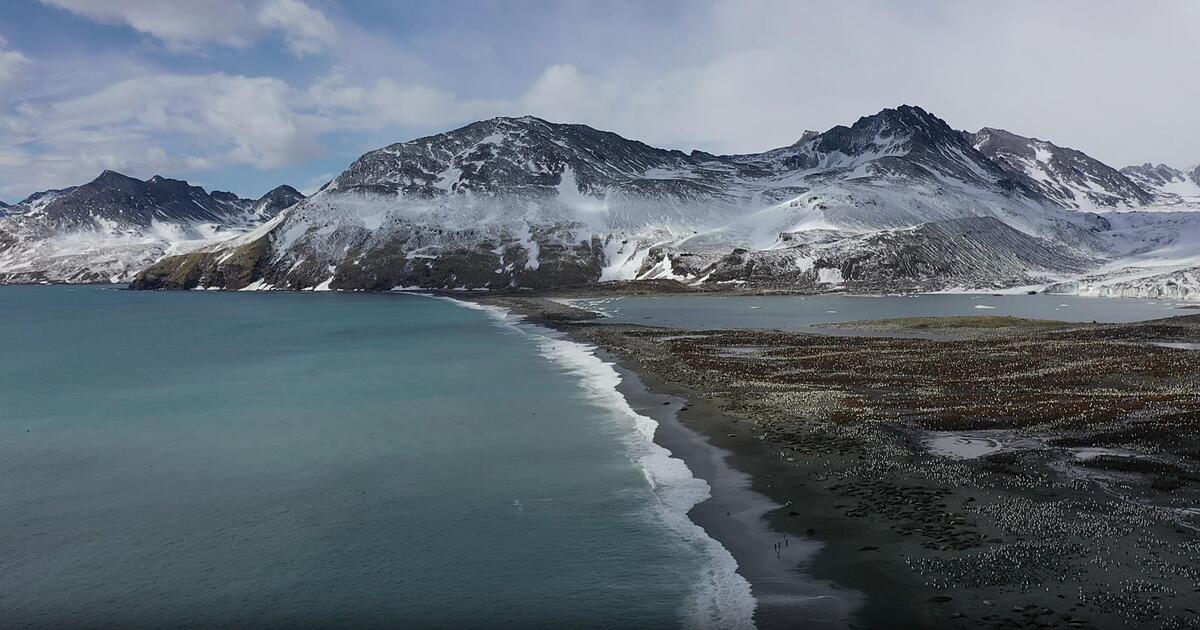 Seeelefanten-im-S-datlantik-sterben-an-Vogelgrippe