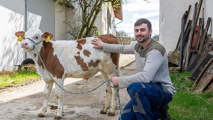 Metzger findet Ehering in Pansen