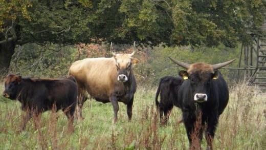 Robuste Tiere: Seit 2003 h&auml;lt die Familie Kronester auf einer Weide in der Rh&ouml;n Auerochsen (Archivbild).  Foto: Barbara Enders