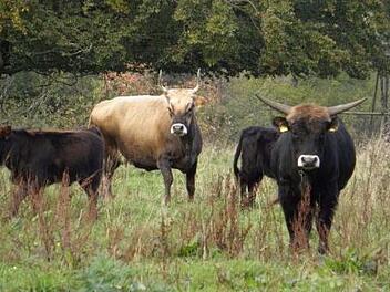 Robuste Tiere: Seit 2003 h&auml;lt die Familie Kronester auf einer Weide in der Rh&ouml;n Auerochsen (Archivbild).  Foto: Barbara Enders