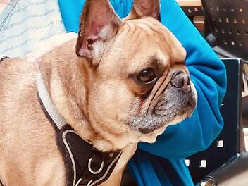 Tierheim Nürnberg: Hund Hugo lag regungslos in Zwinger