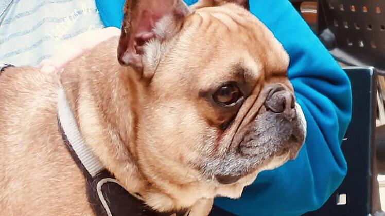 Tierheim Nürnberg: Hund Hugo lag regungslos in Zwinger