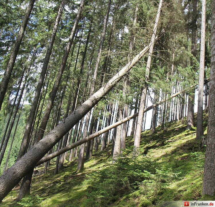 Voloprojekt: Baum fällt