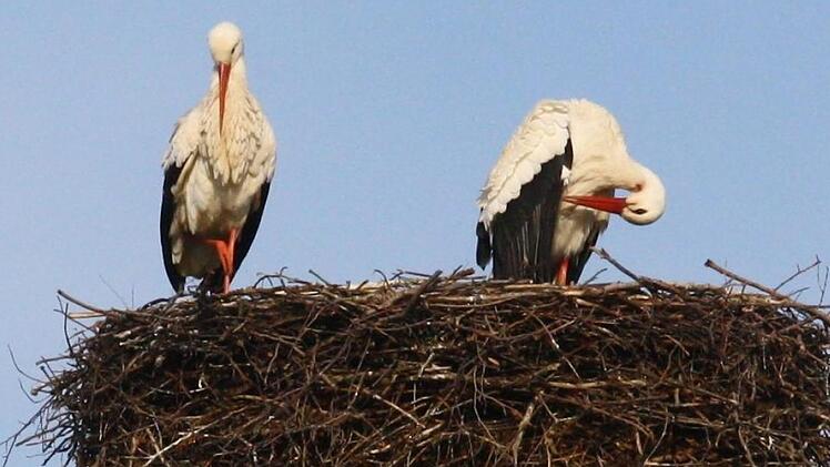 Zwei Störchegenießen auf dem Melkendorfer Horst die Morgensonne. Foto: Katrin Geyer