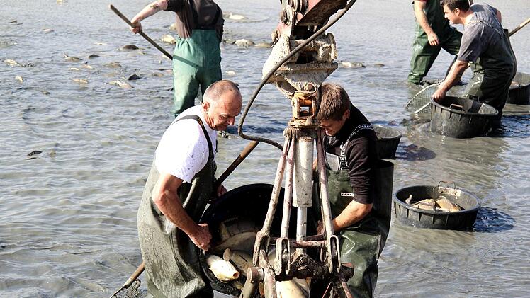 Impressionen vom Abfischen  Richard Sänger