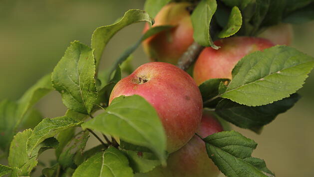 Landkreis Bamberg: Brosch&uuml;re zu regionalem Obst ver&ouml;ffentlicht - Alte Sorten entdecken
