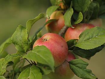 Landkreis Bamberg: Broschüre zu regionalem Obst veröffentlicht - Alte Sorten entdecken
