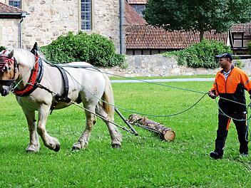 Holzrücken mit Pferden ist einer der Programmpunkte am Sonntag, 20. Juni im Freilandmuseum Fladungen.