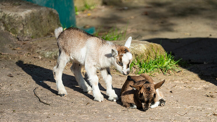 Tiergarten Nürnberg: Baby-Ziegen geboren