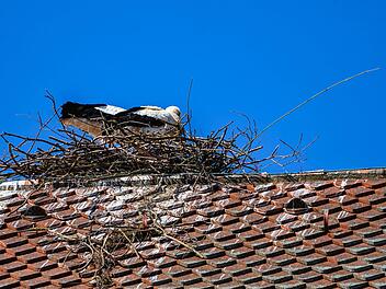 Das Paar ist fleißig, der Storchenhorst wächst heran.  Foto: Birgit Jentsch