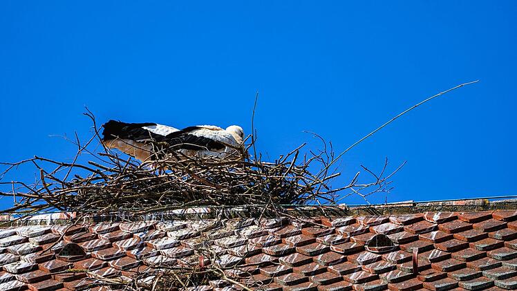 Das Paar ist fleißig, der Storchenhorst wächst heran.  Foto: Birgit Jentsch