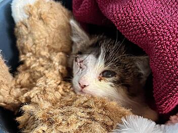 Tierheim Erlangen: Bangen um kranken Babykater Aris geht weiter - "hoffen auf das Beste"