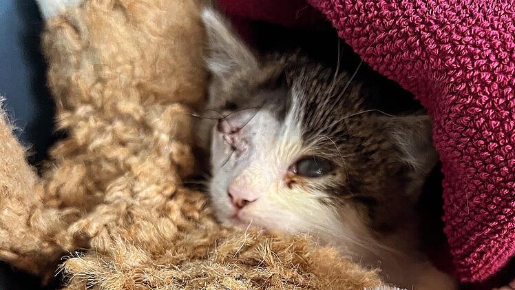 Tierheim Erlangen: Bangen um kranken Babykater Aris geht weiter - "hoffen auf das Beste"