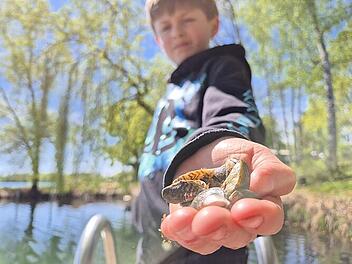 Blutige F&uuml;&szlig;e wegen Quagga-Muscheln in Bamberger Seen