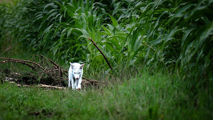 Weißer Fuchs in Bayern fotografiert