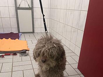 Verwahrloster Hund an Mülleimer im Kreis Hof angleint