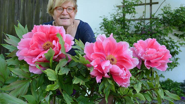 Eine solche Pracht gibt es nicht oft zu bewundern: Anita Heerdegen hat sich auf ihrem Anwesen in Eeg ein kleines Pfingstrosen-Paradies geschaffen. Foto: Dagmar Besand